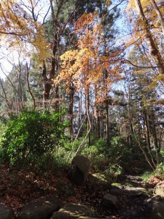 「栃木の山ちゃん」さんからの投稿写真