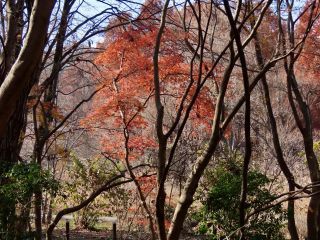 「栃木の山ちゃん」さんからの投稿写真