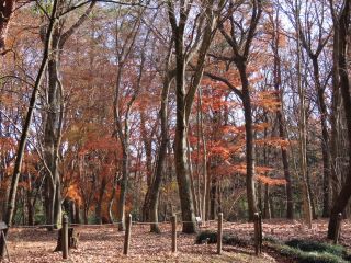 「栃木の山ちゃん」さんからの投稿写真