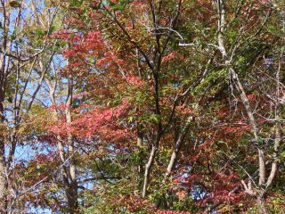 「栃木の山ちゃん」さんからの投稿写真