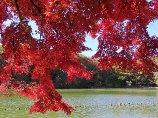 「栃木の山ちゃん」さんからの投稿写真