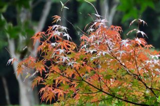 「栃木の山ちゃん」さんからの投稿写真