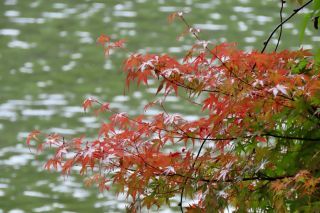 「栃木の山ちゃん」さんからの投稿写真＠井頭公園