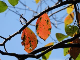 「栃木の山ちゃん」さんからの投稿写真