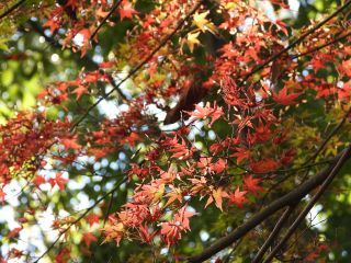 「栃木の山ちゃん」さんからの投稿写真＠井頭公園