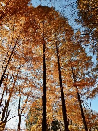「栃木の山ちゃん」さんからの投稿写真