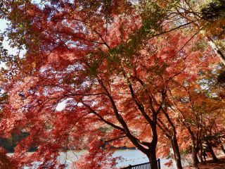 「栃木の山ちゃん」さんからの投稿写真