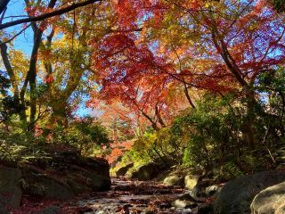 「栃木の山ちゃん」さんからの投稿写真