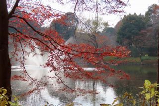 「栃木の山ちゃん」さんからの投稿写真＠栃木県中央公園