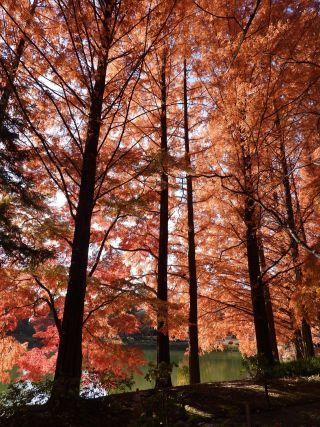 「栃木の山ちゃん」さんからの投稿写真＠栃木県中央公園