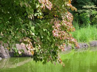 「栃木の山ちゃん」さんからの投稿写真＠栃木県中央公園