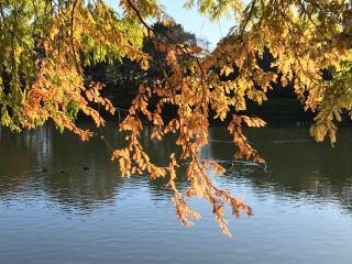 「栃木の山ちゃん」さんからの投稿写真