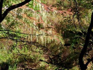 「栃木のやまちゃん」さんからの投稿写真