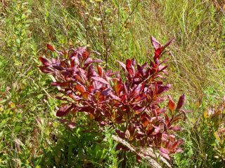 「栃木の山ちゃん」さんからの投稿写真＠戦場ヶ原
