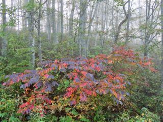 「栃木の山ちゃん」さんからの投稿写真