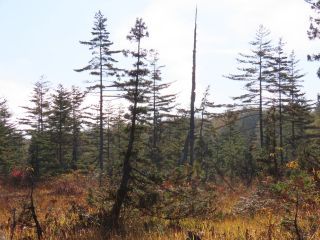 「栃木の山ちゃん」さんからの投稿写真