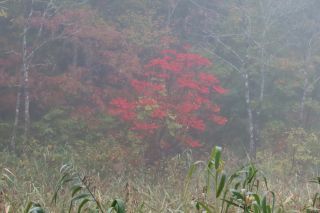 「栃木の山ちゃん」さんからの投稿写真