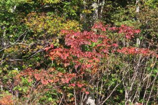 「栃木の山ちゃん」さんからの投稿写真