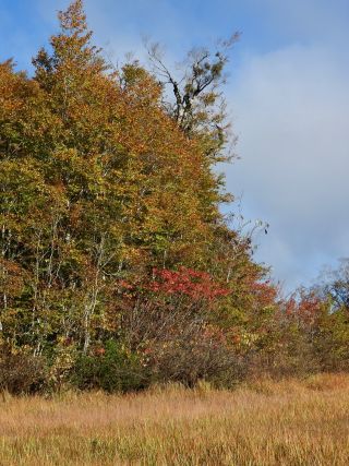 「栃木の山ちゃん」さんからの投稿写真＠駒止湿原