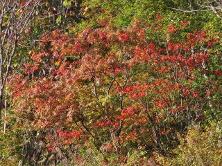 「栃木の山ちゃん」さんからの投稿写真