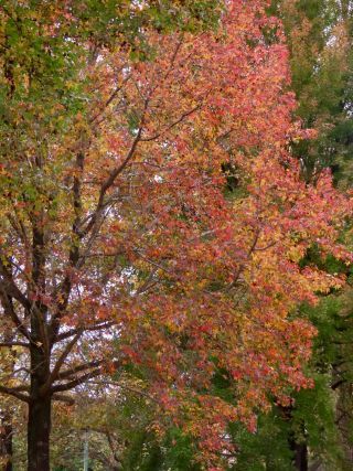 「栃木の山ちゃん」さんからの投稿写真