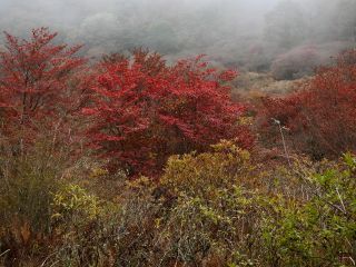 「栃木の山ちゃん」さんからの投稿写真