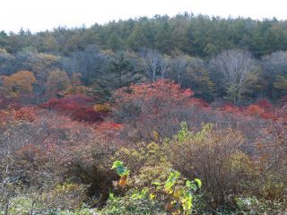 「栃木の山ちゃん」さんからの投稿写真