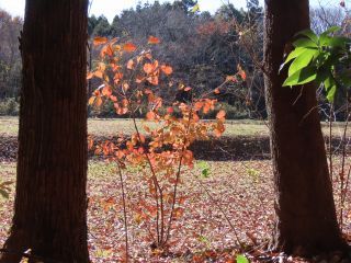 「栃木の山ちゃん」さんからの投稿写真