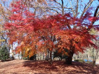 「栃木の山ちゃん」さんからの投稿写真