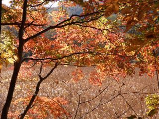 「栃木の山ちゃん」さんからの投稿写真