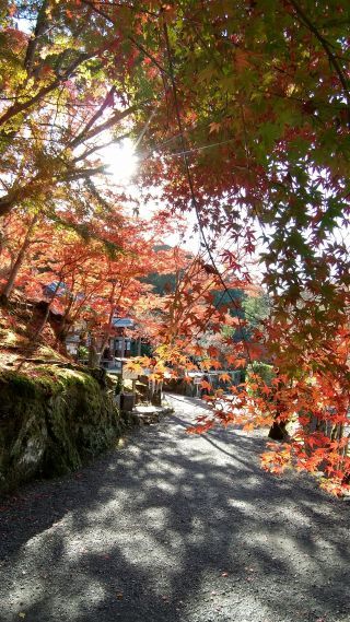 「スパイク」さんからの投稿写真