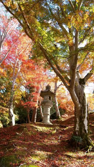 「スパイク」さんからの投稿写真