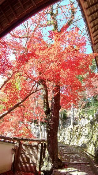 「スパイク」さんからの投稿写真