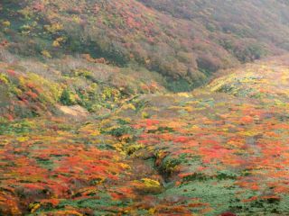 「Autumn leaves hunter2024」さんからの投稿写真＠栗駒山（いわかがみ平）