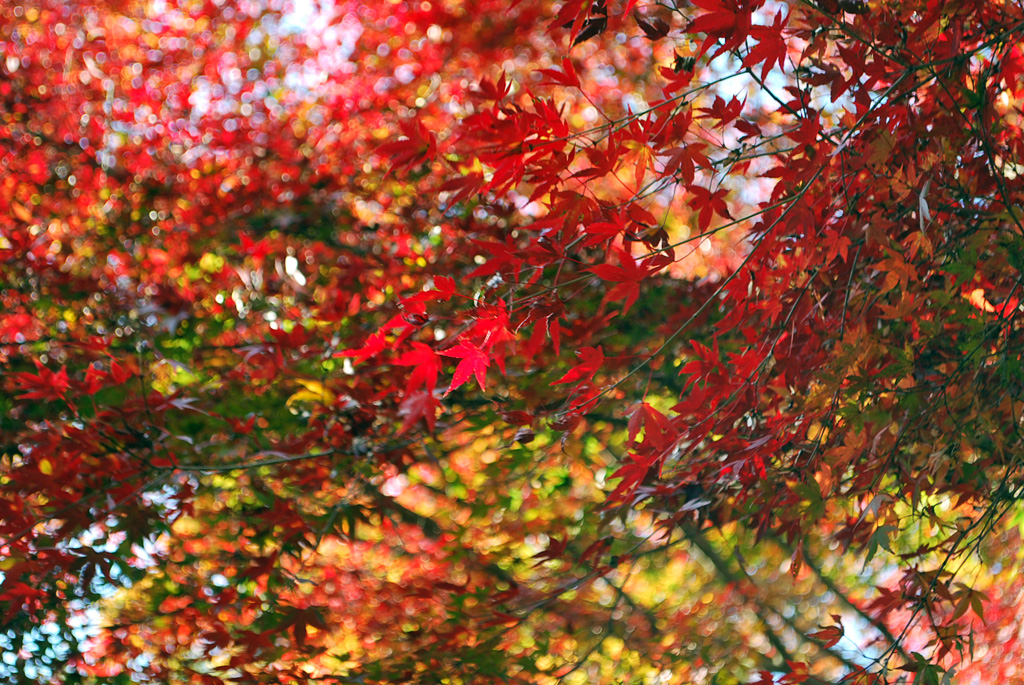 神戸市立森林植物園の紅葉 紅葉情報21