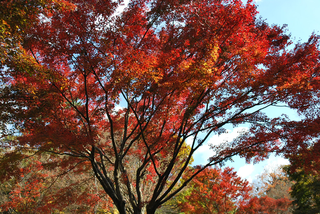 神戸市立森林植物園の紅葉投稿写真 紅葉情報21
