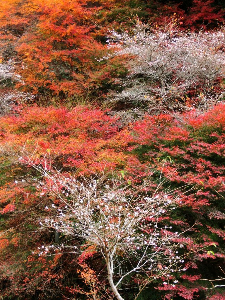 小原の四季桜の紅葉投稿写真 紅葉情報21