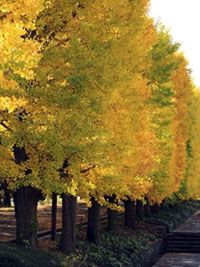 昭和記念公園の日本庭園の紅葉などが見ごろを迎えています（2017年11月7日時点）