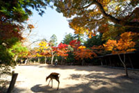 宮島・紅葉谷公園の写真