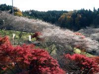 小原の四季桜の写真