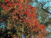鳴子峡 中山平口付近や大深沢遊歩道で紅葉の見ごろが始まる。（2018年10月21日時点）