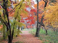 埼玉・嵐山渓谷の紅葉色づきが5割程度になりました(2018年11月20日時点)