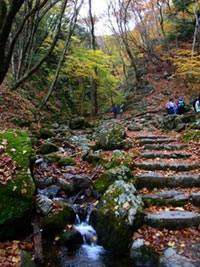 御岳山の神社のモミジが色づく。ロックガーデンも紅葉しはじめています。（2018年11月2日時点）