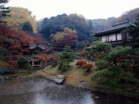 横浜・三渓園 旧天瑞寺寿塔覆堂のイチョウはあと少しで黄葉になる見込み(2018年11月21日時点)