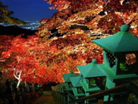 大山阿夫利神社の紅葉が見ごろを迎える。大山寺は見ごろまであと少し。(2018年11月13日時点)