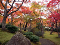 箱根エリア 各所で紅葉の見ごろが始まっています!(2019年11月19日時点)