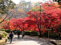新潟・弥彦公園もみじ谷の紅葉が見ごろを迎えています。11/24まで弥彦菊まつりも開催中（2018年11月12日時点）