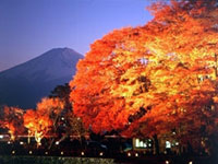 河口湖畔もみじ回廊の紅葉がピークを迎える。11/23まで2018富士河口湖紅葉まつり・ライトアップ実施中（2018年11月14日時点）