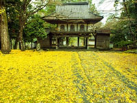 丹波紅葉三山の一つ 紅葉の名所「高源寺」では、落葉しはじめ。紅葉の時期も終盤に。（2018年11月16日時点）