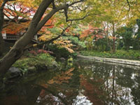 11月28日はいい庭の日!都立9庭園「いい庭キャンペーン」を六義園、小石川後楽園、浜離宮恩賜庭園ほかにて開催!